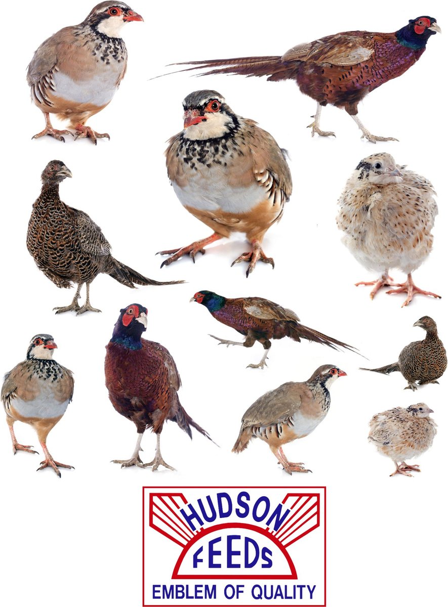 HUDSON FEEDS Poultry Feeds 24 Pellet Game Bird Food, 50lb bag