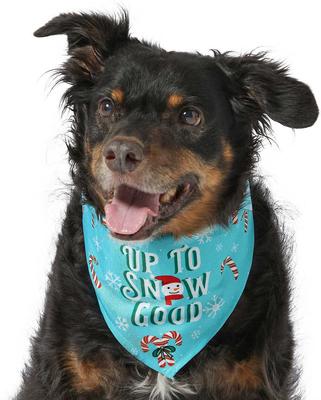 Show full view: Frisco Up to Snow Good Dog & Cat Bandana, Medium/Large slide 4 of 10