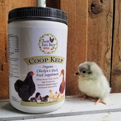 Show full view: Fresh Eggs Daily Coop Kelp Organic Chicken & Duck Supplement, 16-oz jar slide 5 of 6