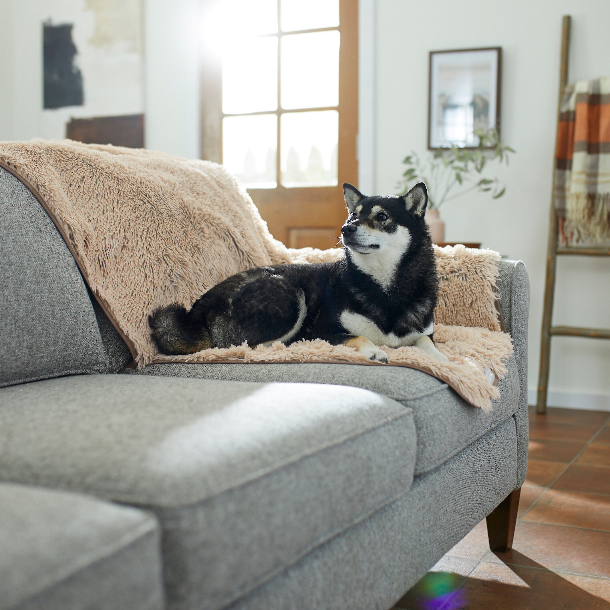 Chewy cat online blanket