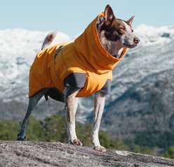 Hurtta Expedition Insulated Dog Parka, Buckthorn, 14-in, X-Large slide 2 of 5