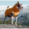 Show in main carousel: Hurtta Expedition Insulated Dog Parka, Buckthorn, 14-in, X-Large slide 2 of 7