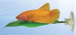 Zoo Med Betta Bed Leaf Fish Hammock, Large slide 2 of 3