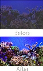 Vepotek Vibrant Sea Fish Aquarium Background Adhesive Solution, 2-oz bottle slide 2 of 2