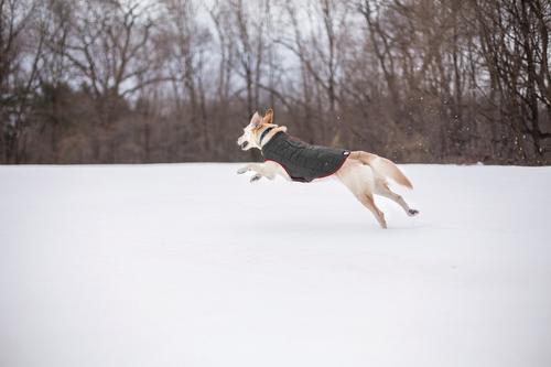 Show full view: Kurgo Loft Reversible Insulated Dog Quilted Coat, Chili Red & Charcoal, Medium slide 8 of 12