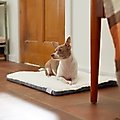 Frisco Self Warming Pillow Rectangular Pet Bed, Gray, 24"