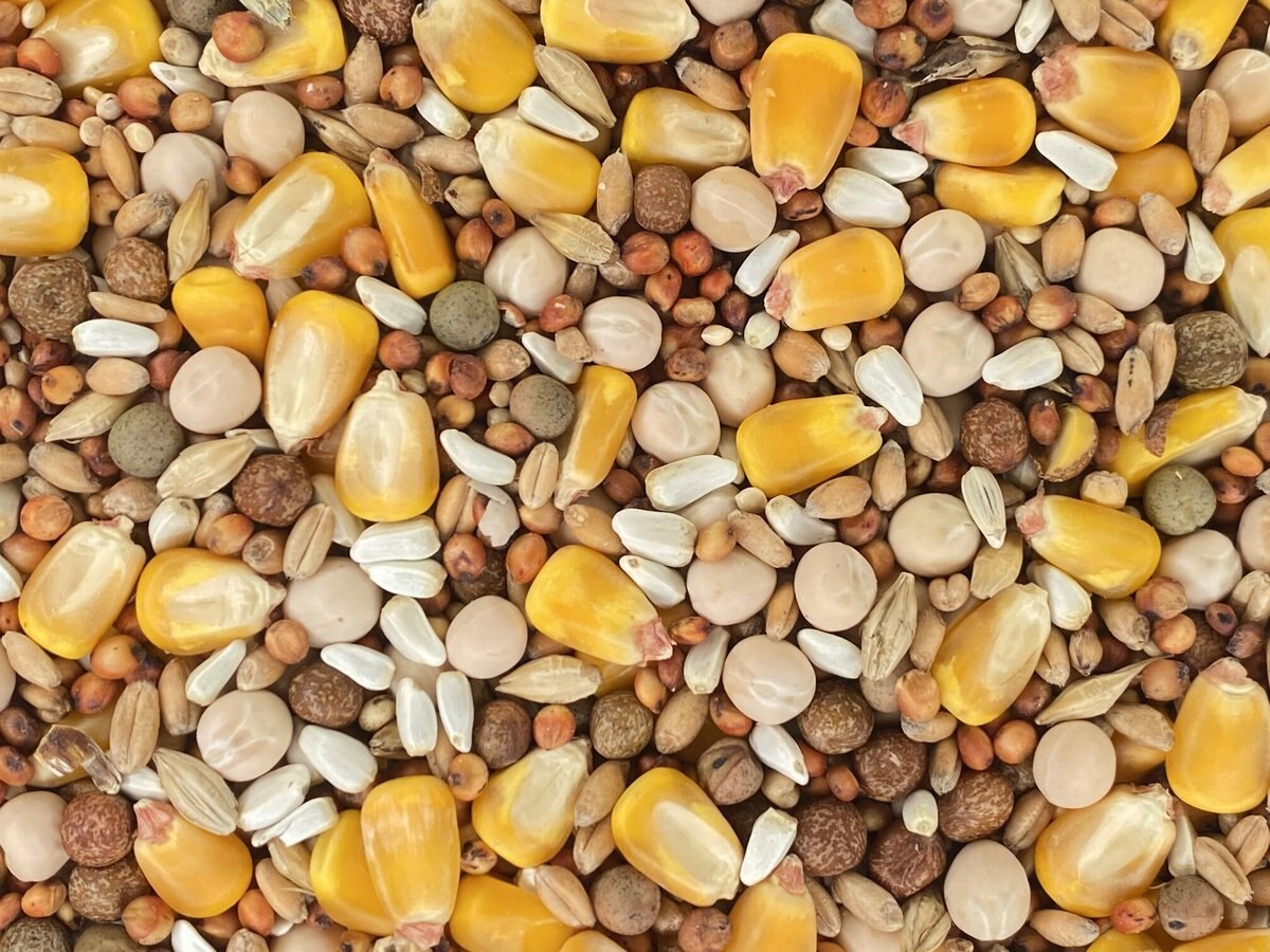 Versele-Laga Classic Pigeon Food Blends 15% with Corn Pigeon Food
