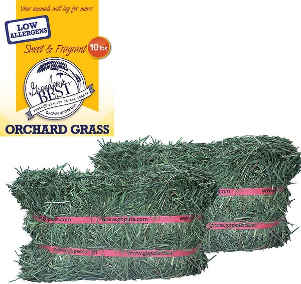 Grandpa's Best Orchard Grass Hay Small Pet Food, 5-lb mini bale, 2 count slide 1 of 5