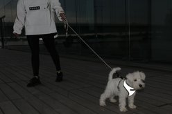PAIKKA Visibility Reflective Rope Dog Leash, 6-ft long, 1/4-in wide slide 2 of 2