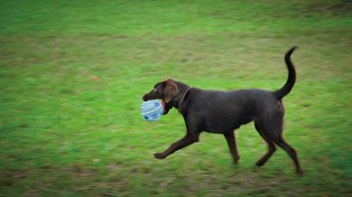 Show full view: Wobble Wag Giggle Holiday Edition Dog Toy slide 5 of 8