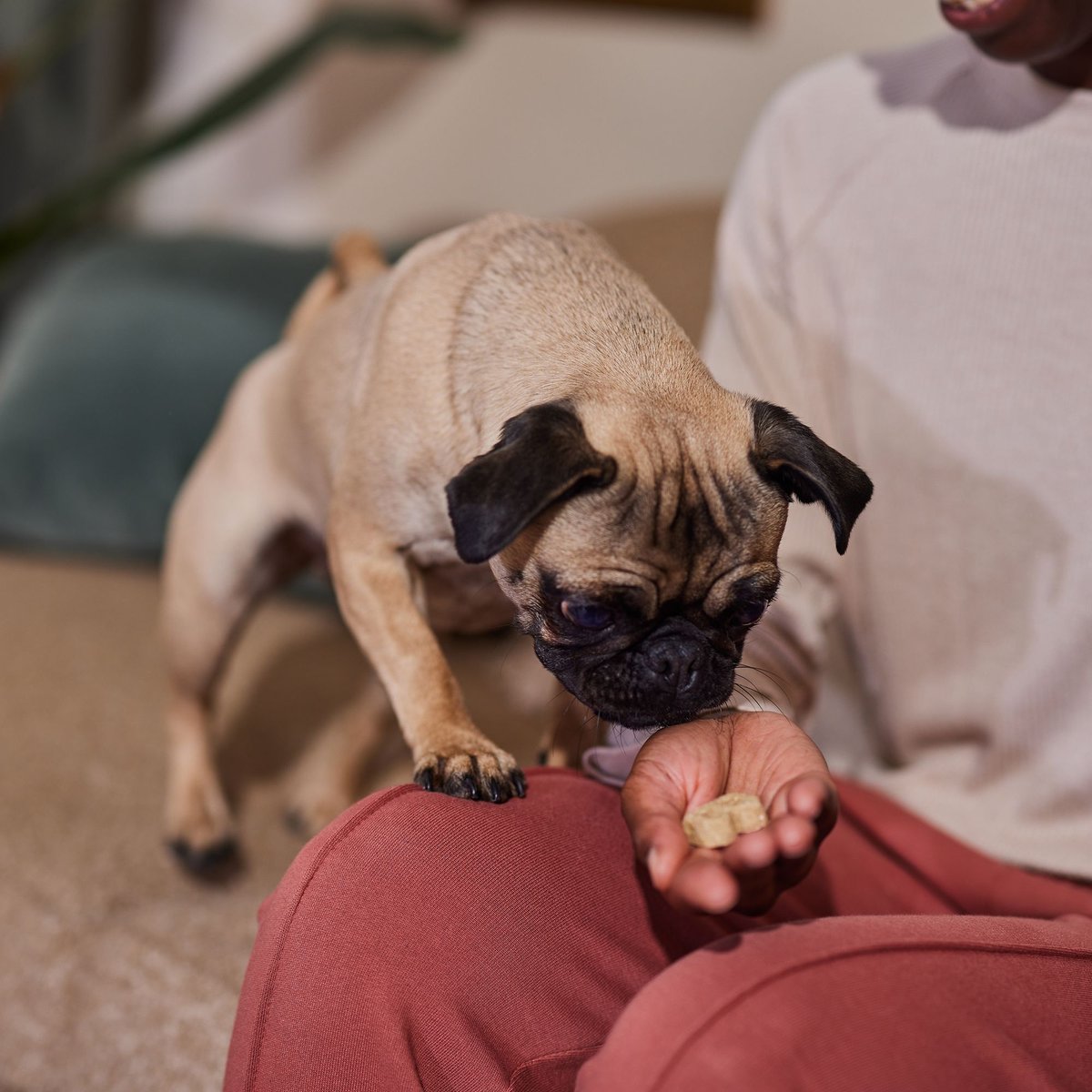 Lavender dog outlet treats