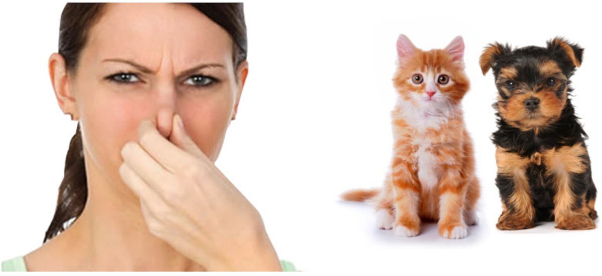 AUTO SHOCKER Quick Release Vehicle Interior Odor Eliminating Vapor