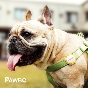 Pawbo iPuppy Go Dog & Cat Activity Tracker, Red