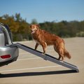 Frisco Bi-Fold Travel Dog Car Ramp, Dark Charcoal