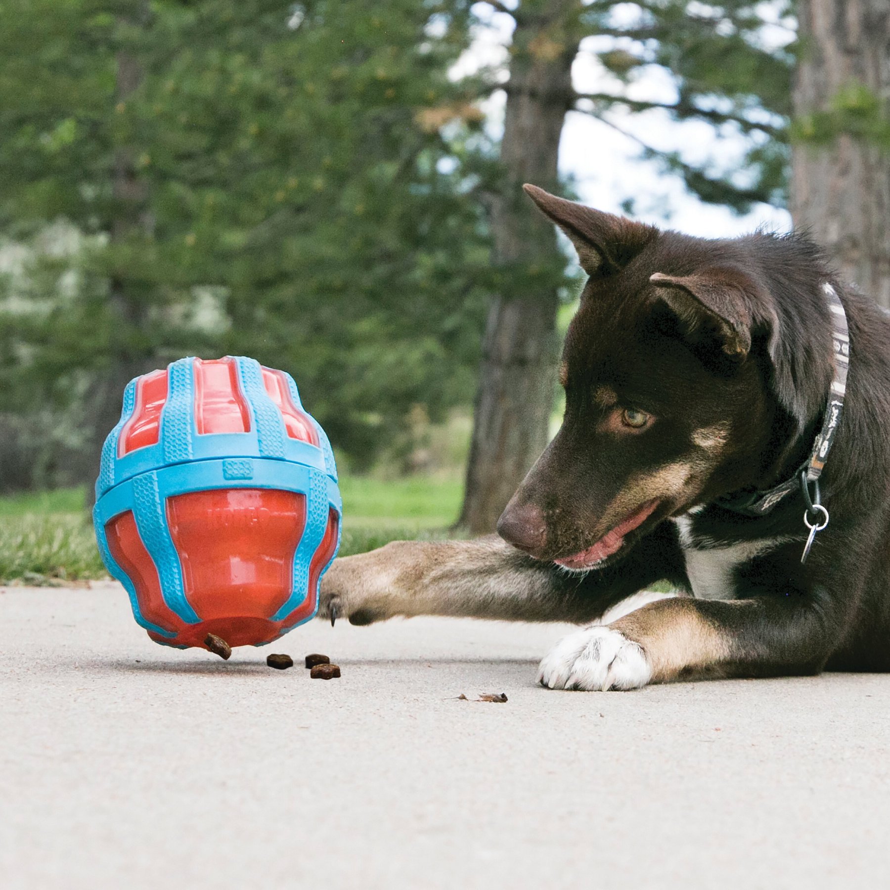 Growing Up With Chewy: Kong Wobbler Dog Toy – Makeup In Montana