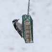C&S Woodpecker Treat Suet Wild Bird Food, case of 12 - Chewy.com