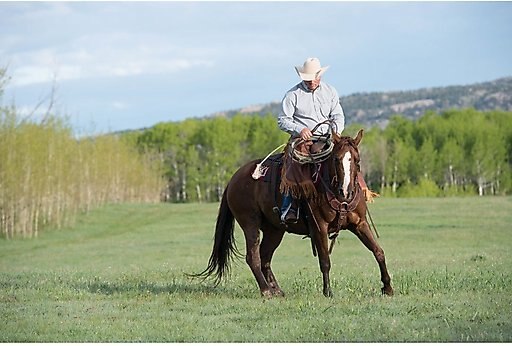 Weaver Leather Working Tack Pulling Horse Breast Collar