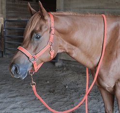 Derby Originals Rose Gold Breakaway Reflective Safety Horse Stable Halter & Lead, Midnight Black, Oversized/Warmblood slide 2 of 4