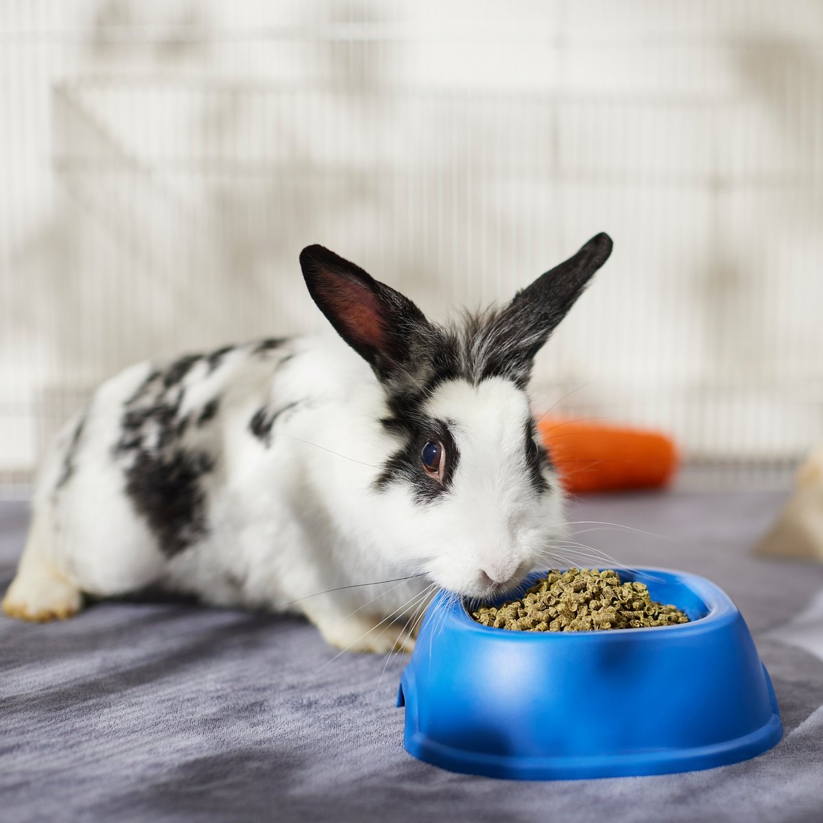 Sherwood forest shop rabbit food