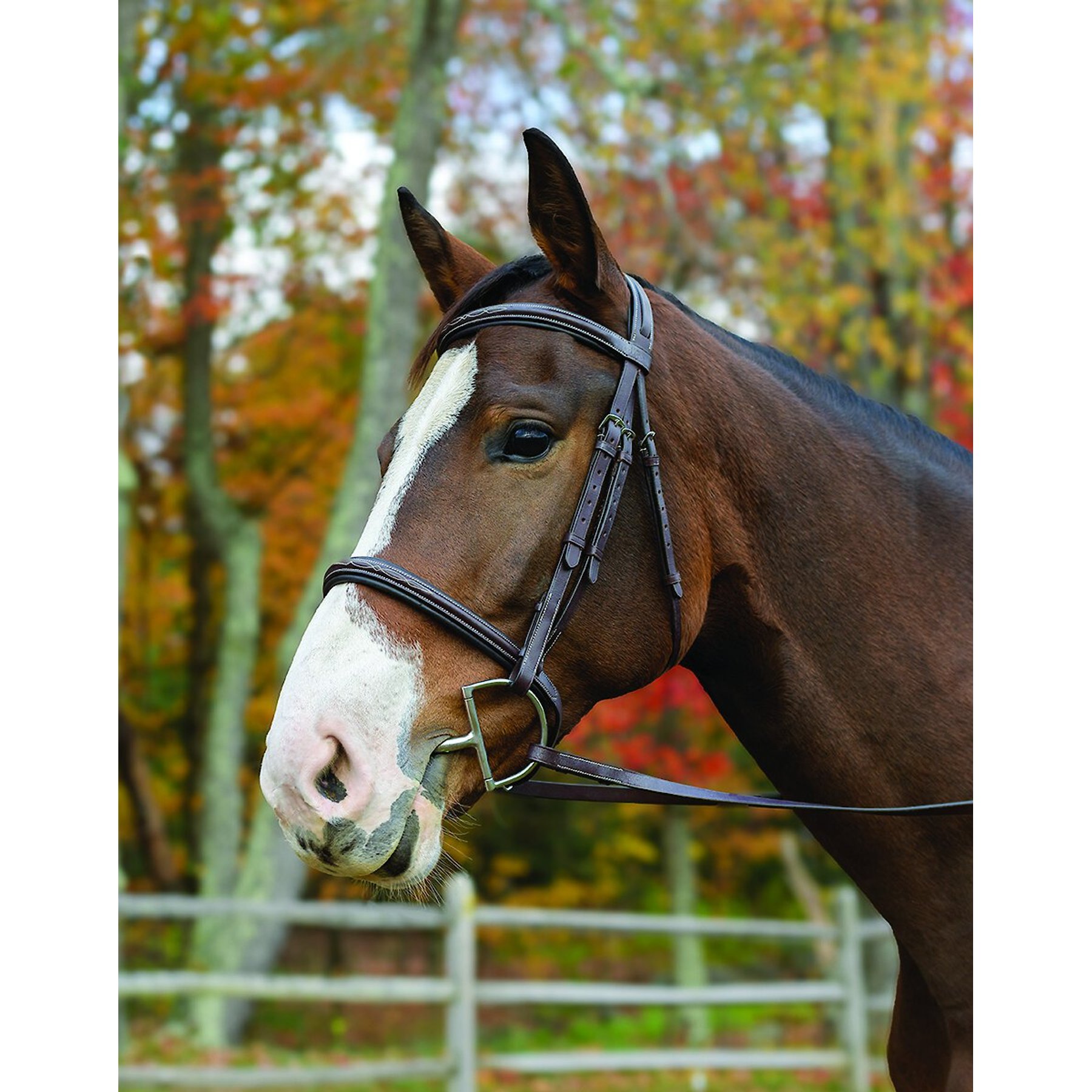 Shires Equestrian Products Avingnon Nashville Horse Bridle, Pony