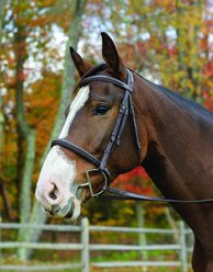 Shires Equestrian Products Avingnon Nashville Horse Bridle, Ex-Full