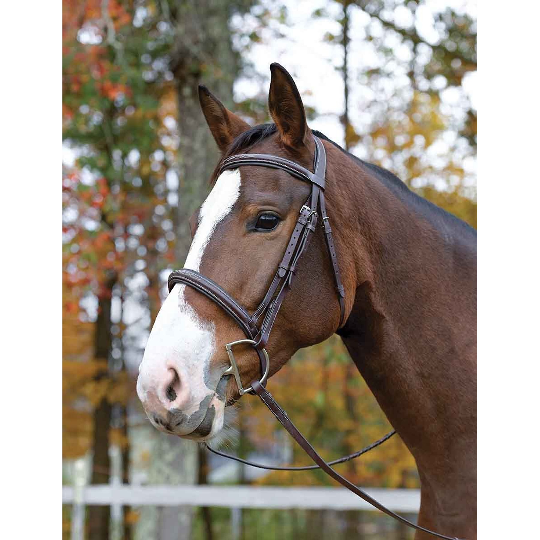 Shires Equestrian Products Avignon Ocala Horse Bridle, Pony