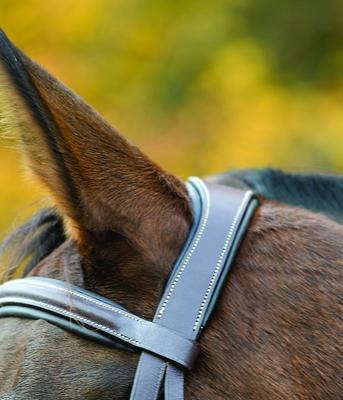 Show full view: Shires Equestrian Products Avignon Ocala Horse Bridle, Full slide 3 of 3