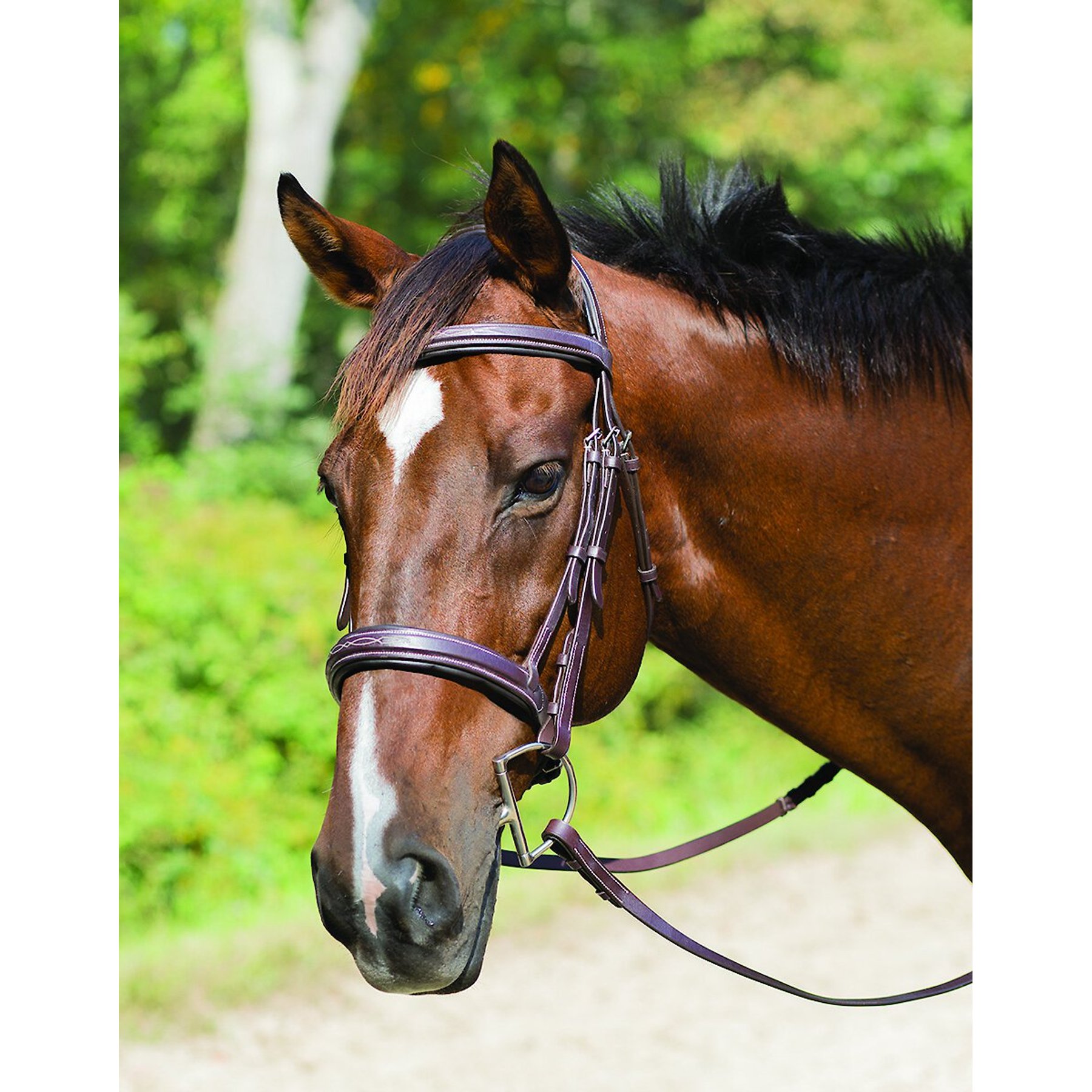 Shires Equestrian Products Avignon Wellington Horse Bridle, Full