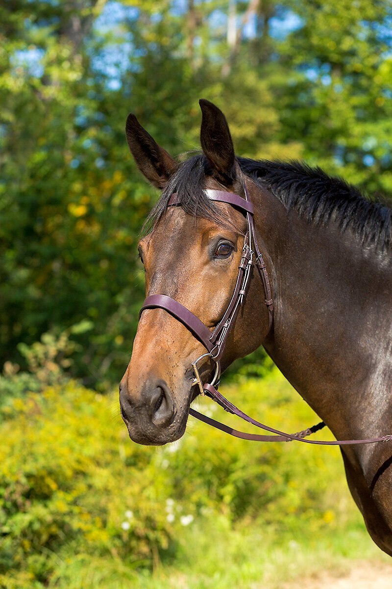 Shires Equestrian Products Avignon Middleburg Horse Bridle