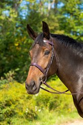 Shires Equestrian Products Avignon Middleburg Horse Bridle, Ex-Full 