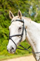 Shires Equestrian Products Avignon Woodside Horse Bridle, Havana, Ex-Full