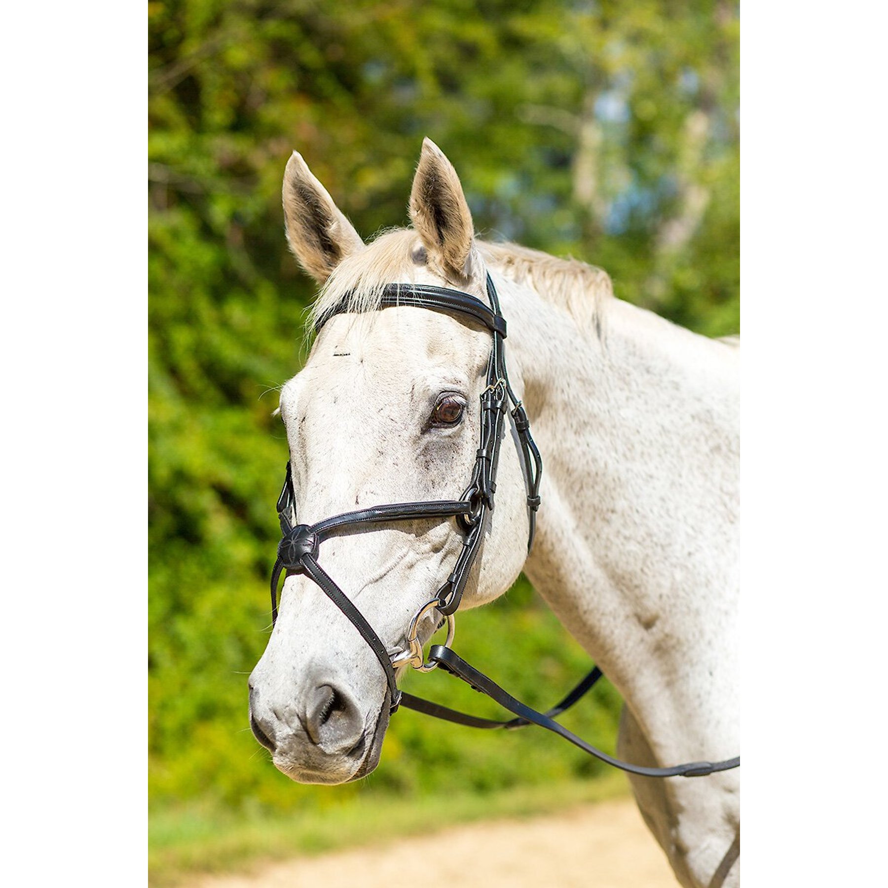 Shires Equestrian Products Avignon Woodside Horse Bridle, Havana, Ex-Full