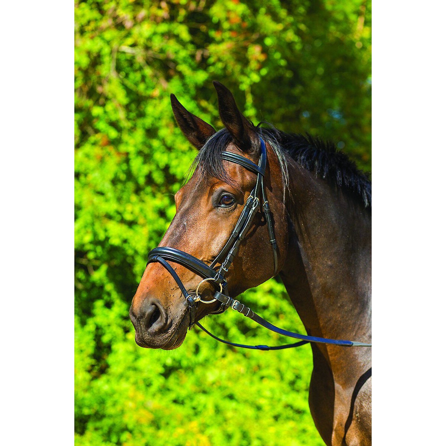 Shires Equestrian Products Avignon Aspen Horse Bridle, Cob
