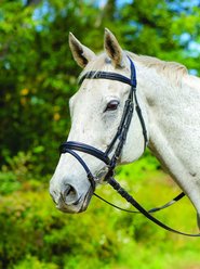 Shires Equestrian Products Avignon Louisville Horse Bridle, Havana, Pony 