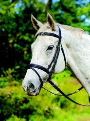 Shires Equestrian Products Avignon Louisville Horse Bridle, Havana, Cob 