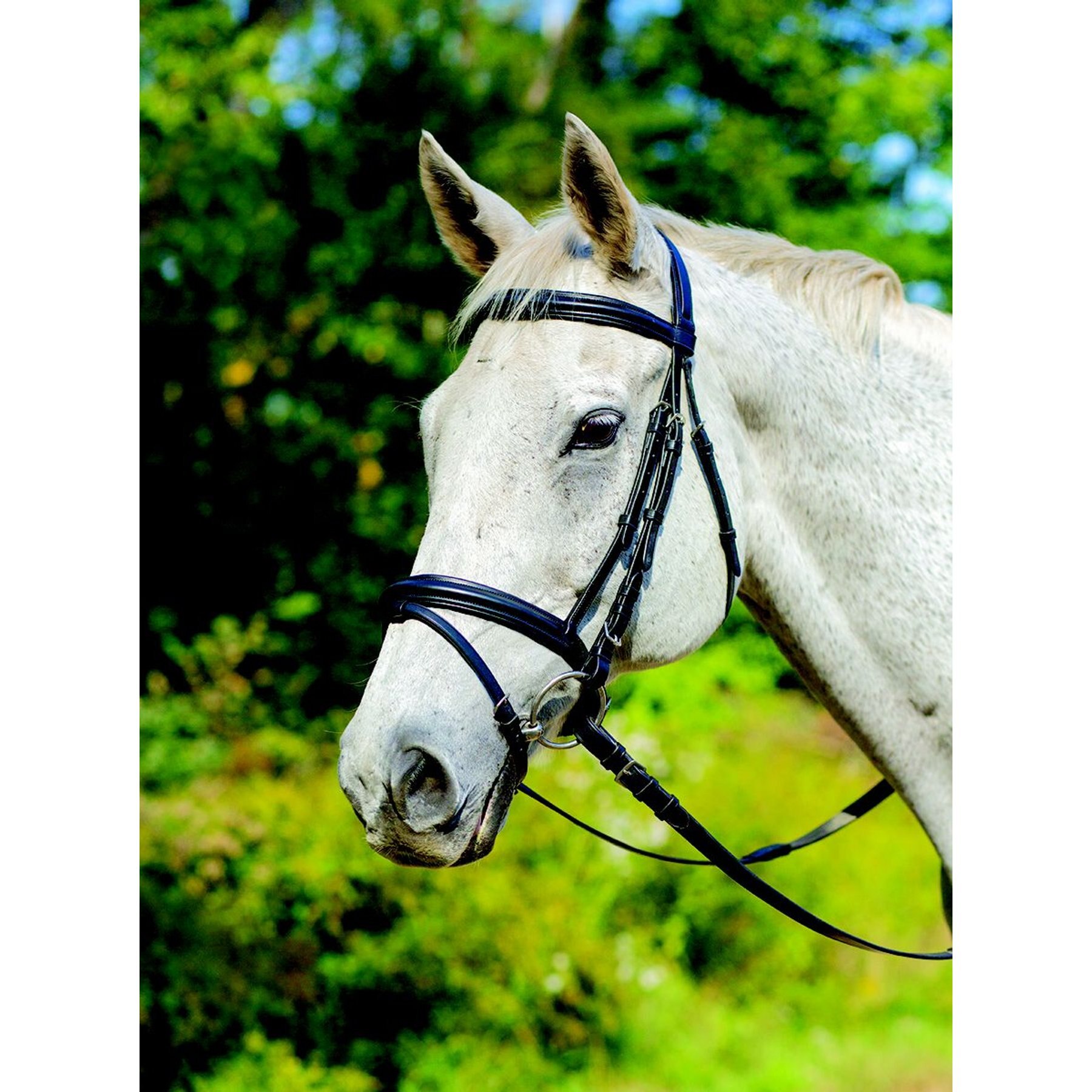 Shires Equestrian Products Avignon Louisville Horse Bridle, Havana, Cob