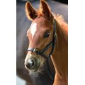 Shires Equestrian Products Leather Foal Horse Slip, 1 count