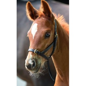 Shires Equestrian Products Leather Foal Horse Slip, 1 count