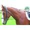 Show in main carousel: Shires Equestrian Products Elastic Draw Horse Reins slide 1 of 2