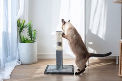 Catry 16.3-in Sisal Cat Scratching Post with Toy