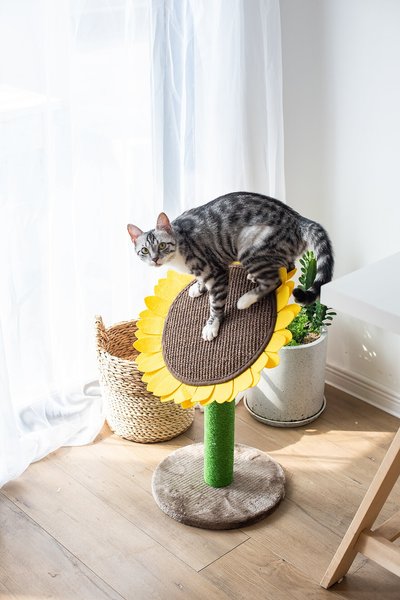 Catry Sunflower 23.2-in Sisal Cat Scratching Post with Toy slide 1 of 9