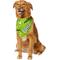 Show in main carousel: Frisco Halloween Boo! Personalized Dog & Cat Bandana, Large slide 8 of 10