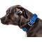 Show in main carousel: Pet Life Aero Mesh 360 Degree Dual Sided Mesh Dog Collar, Blue, Small slide 2 of 6