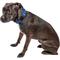 Show in main carousel: Pet Life Aero Mesh 360 Degree Dual Sided Mesh Dog Collar, Blue, Small slide 4 of 6