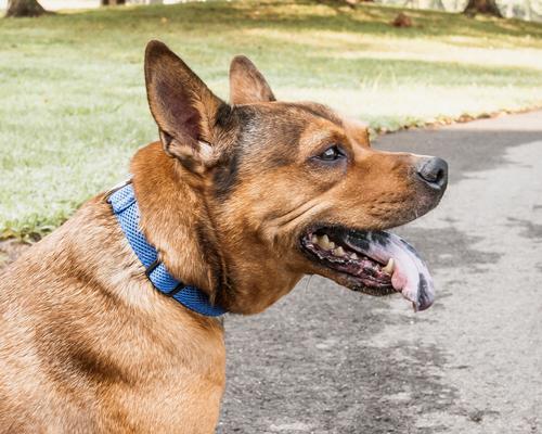 Show full view: Pet Life Aero Mesh 360 Degree Dual Sided Mesh Dog Collar, Blue, Small slide 6 of 6