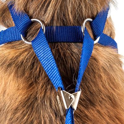Show full view: Pet Life Luxe Spawling 2-In-1 Mesh Reversible Dog Harness & Leash, Blue, Medium slide 8 of 8