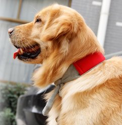 Pet Life Neo-Breeze Cooling Dog Neck Wrap slide 2 of 2