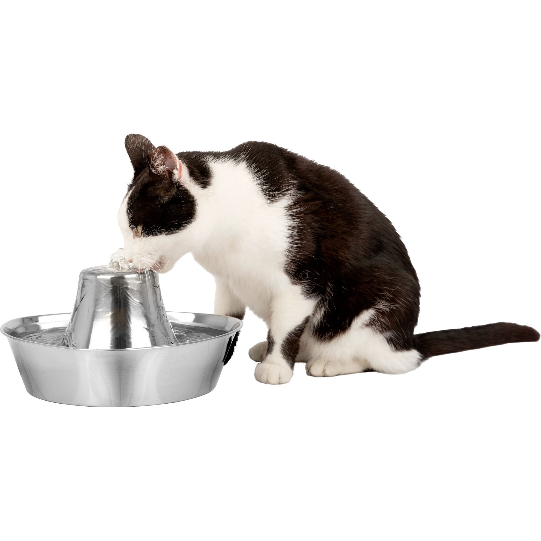 Chewy pet 2025 water fountain