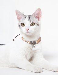 Touchcat Lucky Charms Designer Cable Necklace Cat Collar, Yellow/Brown slide 2 of 2