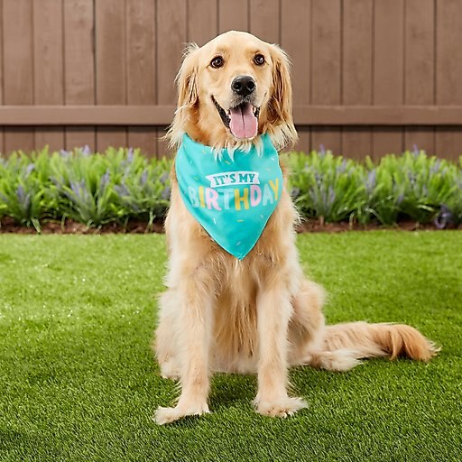 Frisco Dog & Cat Birthday Bandana, X-Small/Small